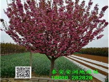 泰安市泰山區(qū)潤(rùn)地園林綠化中心銷售部 卓越的養(yǎng)護(hù)管理工程，構(gòu)筑綠色生態(tài)家園