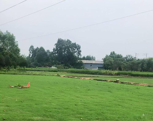 園林綠化施工中草坪的科學(xué)應(yīng)用與實(shí)施要點(diǎn)